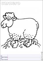 coloriage-mouton-3